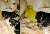 Màu lông của chó con chuyển thành giống vàng neon.