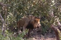 Đôi sư tử chạy trối chết vì voi đuổi