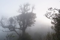 Gọi bình minh thức giấc