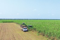 Vùng nguyên liệu của TTC được ứng dụng công nghệ, cơ giới hóa và thực hiện các giải pháp trồng mía thâm canh. Trong ảnh: Thu hoạch mía tại nông trường của TTC.