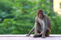 Khỉ gây ra nhiều rắc rối ở Ấn Độ. Ảnh: Gizmodo.