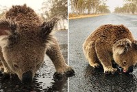 Koala mải mê liếm nước mưa trên mặt đường