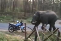 Voi nổi giận hất văng xe máy của kiểm lâm