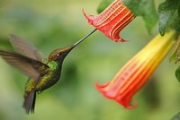 Loài chim ruồi có mỏ dài hơn thân