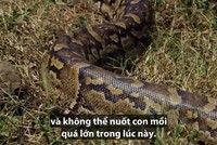 Trăn đá mang thai siết chết thỏ