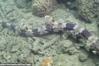 Loài cá Halmahera Epaulette, một trong bốn loài cá mập có thể đi bộ qua các rạn san hộ.