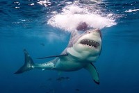 Cá mập trắng tấn công hai ngư dân để đoạt thức ăn. Ảnh: Newsweek.