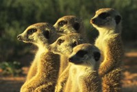 Đàn cầy vằn phản ứng hài hước trước camera ẩn