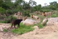 Sư tử bao vây trâu rừng cứu đồng loại