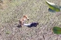 Hổ bỏ tấn công khi thấy người đàn ông giả chết