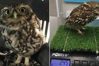 Con cú nặng hơn khoảng 1/3 cân nặng so với những con cú bình thường khác. Ảnh: Khu bảo tồn chim cú Suffolk.