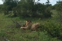 Sư tử bối rối khi bắt được lợn bướu