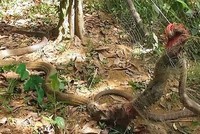 Đôi hổ mang chúa kẹt trên hàng rào khi giao phối