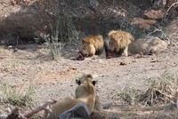 Sư tử cái trơ mắt nhìn con đực cướp xác linh dương