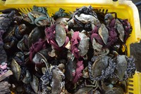 Trước tình hình dịch do virus corona, giá cua ở Cà Mau giảm mạnh.