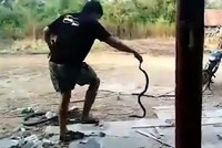 Hổ mang ngóc đầu phun nọc vào mắt người