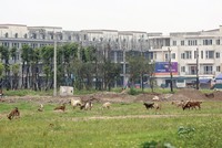 Nhìn lại rủi ro nhận thế chấp tài sản hình thành trong tương lai 