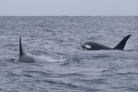 Đàn cá voi sát thủ bao vây cá mập trắng