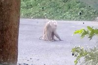 Con khỉ cắn nhiều người trong khu dân cư Minh Châu, TP Sóc Trăng. Ảnh người dân cung cấp.