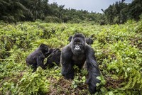 Chỉ còn khoảng 1.000 con khỉ đột núi còn tồn tại trên thế giới. Ảnh: BBC.