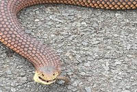 Rắn hổ ma cái ăn thịt con đực