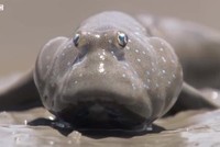 Loài cá bống sống trên cạn, biết đi bộ