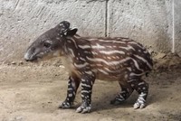 Lợn vòi bên bờ tuyệt chủng chào đời tại sở thú