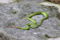 Rắn lục đuôi đỏ ăn thịt rắn chuột