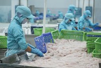 Doanh nghiệp thủy sản lo xa trước tác động của bệnh dịch