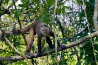 Khỉ đầu đàn đuổi kền kền vua khỏi lãnh thổ