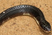 Rắn cạp nia là một trong tứ đại rắn độc ở Ấn Độ. Ảnh: Wikipedia.