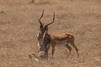 Báo mẹ cố gắng ghì linh dương xuống đất. Ảnh: Kevin Rooney.