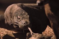 Hươu trúng nhát cắn tử thần của rồng komodo