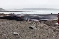 Giải cứu bất thành cá voi dài 19 m mắc cạn