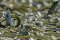 Cá grunion chen nhau trườn lên bãi biển đẻ trứng