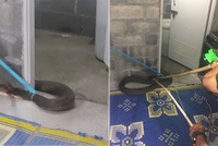 Hổ mang chúa 4,5 m cuộn mình quanh bồn cầu