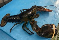 Hải sản nhập khẩu giảm từ 20-30% giá bán trong nhiều ngày qua. Ảnh: NVCC.