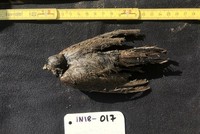 Con chim có tuổi thọ lên tới 46.000 năm tuổi.