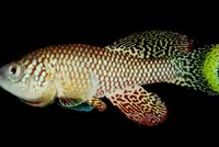 Cá Killi ngọc lam. Ảnh: Guardian.