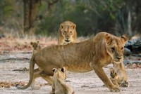 Sư tử mẹ 'dằn mặt' đồng loại tới gần đàn con