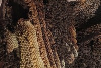 Tổ ong mật 150.000 con dưới sàn nhà