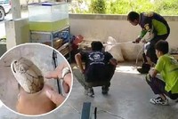 Hổ mang chúa 4 mét cố thủ dưới bể cá