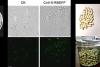 Hình ảnh vắc-xin dạng uống do trường đại học Thiên Tân, Trung Quốc cung cấp (Ảnh: Đại học Thiên Tân).