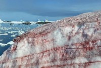 Tảo Chlamydomonas nivalis khiến một phần băng tuyết Nam Cực chuyển đỏ. Ảnh: Bộ Khoa học và Giáo dục Ukraine.