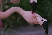 Hồng hạc nuôi con bằng 'sữa đỏ' gây sốt mạng