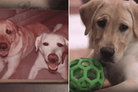 Hình ảnh giống hệt nhau giữa chó Marley bên góc xa bên trái và Ziggy bên phải.