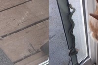Rắn ngóc đầu lên từ sàn gỗ, thậm chí bò vào nhà Shaynon McFadden. Ảnh: 9News.