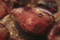 Ếch Pipa pipa nở trên lưng mẹ