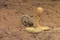 Sóc kịch chiến với rắn hổ mang để bảo vệ con