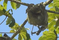 Lười mẹ suýt đánh rơi con khi đẻ trên cây